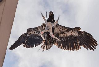 aguilas contra drones